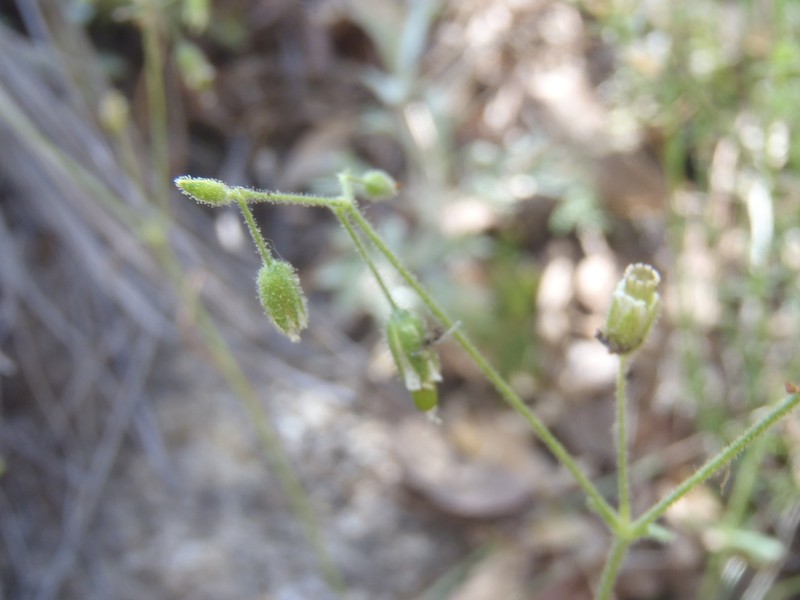 Texas Chickweed photo 5
