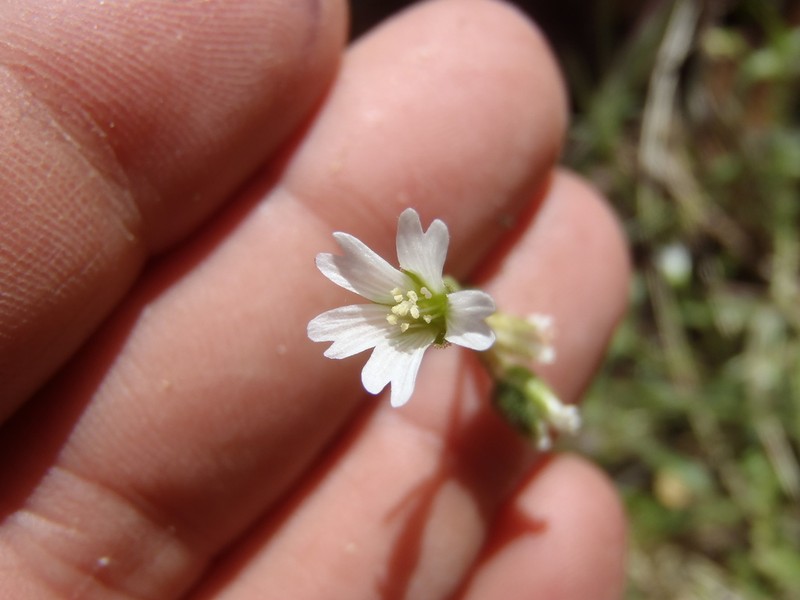 Texas Chickweed photo 6