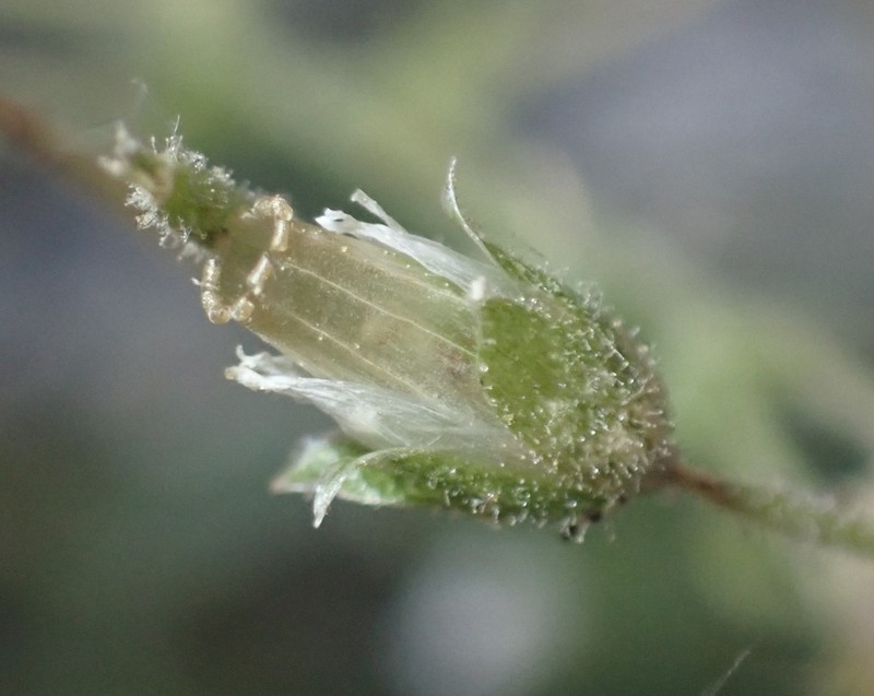 Texas Chickweed photo 8