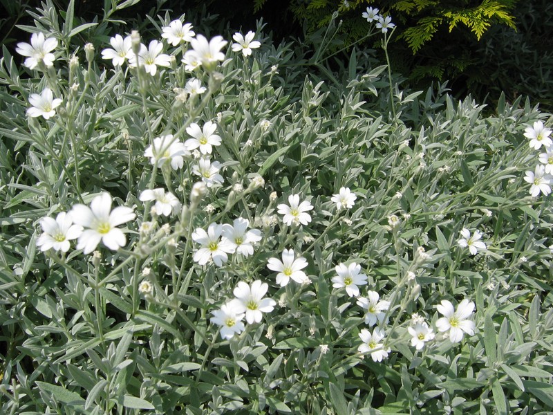 Snow In Summer