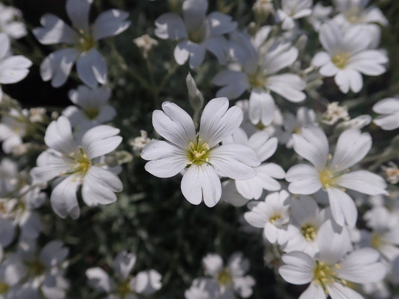 Snow In Summer photo 2