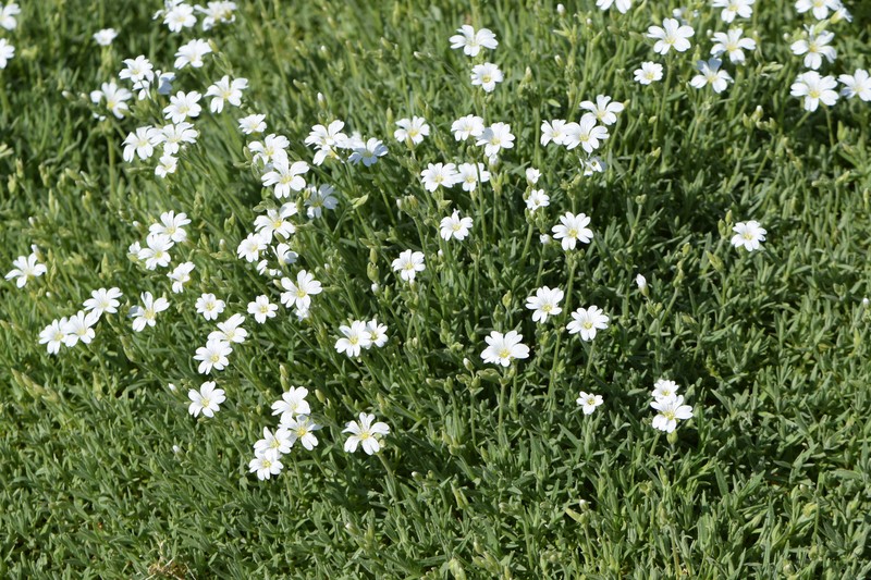 Snow In Summer photo 3