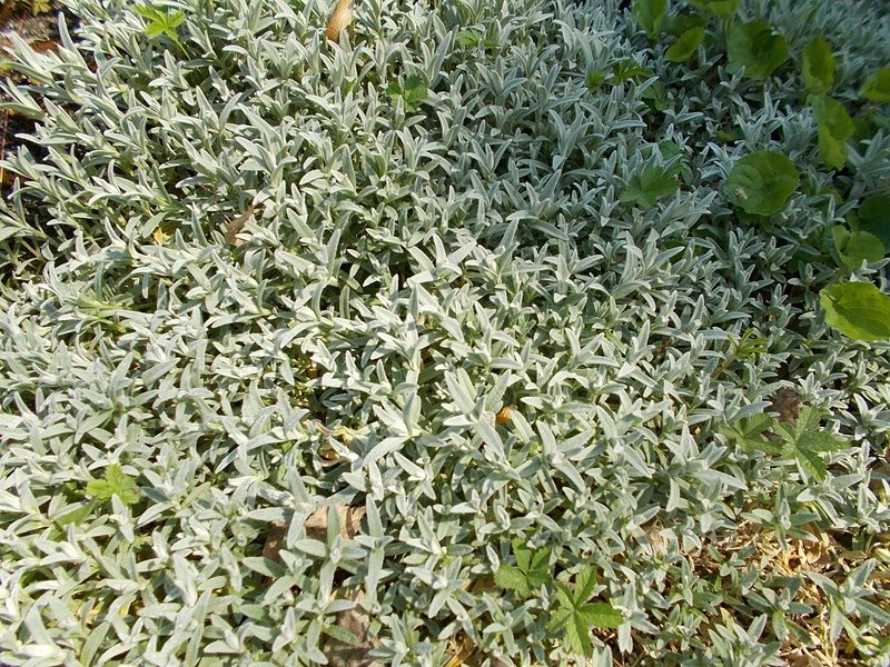Snow In Summer photo 5