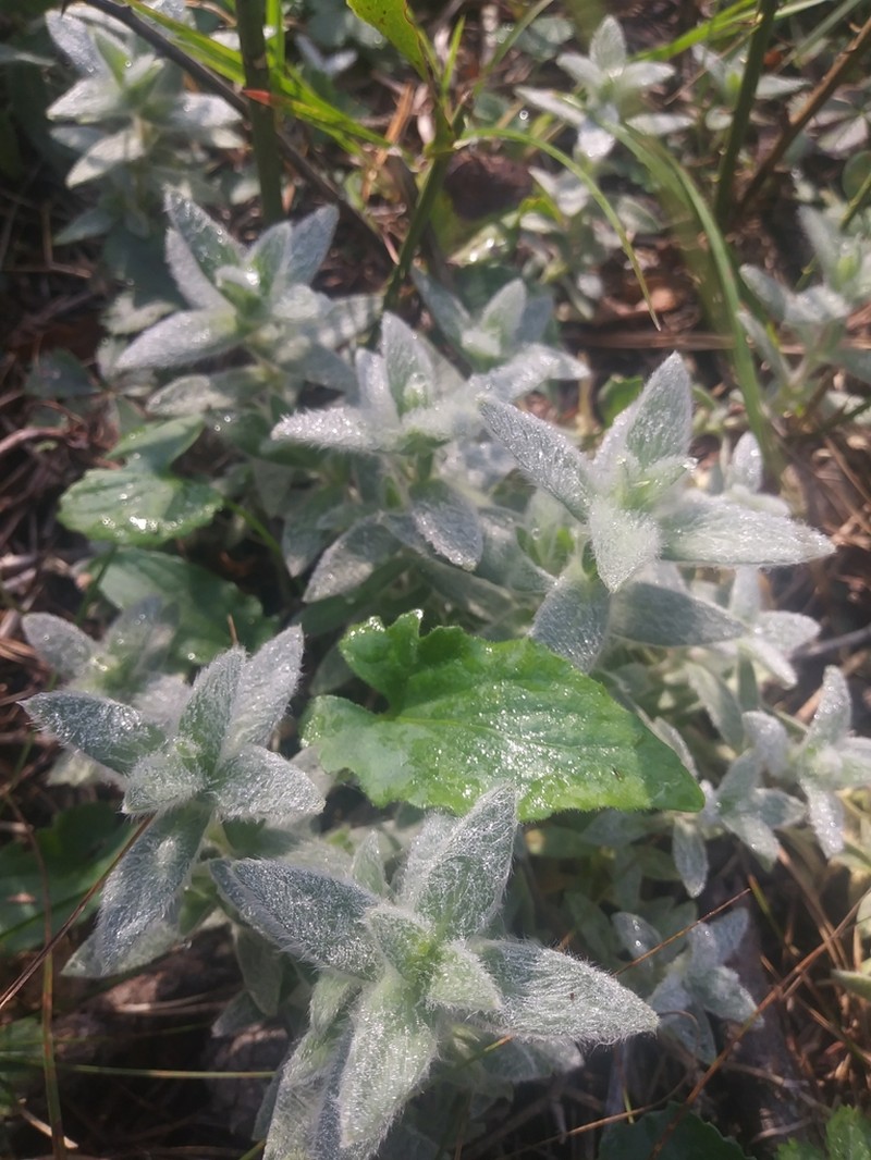 Cerastium velutinum