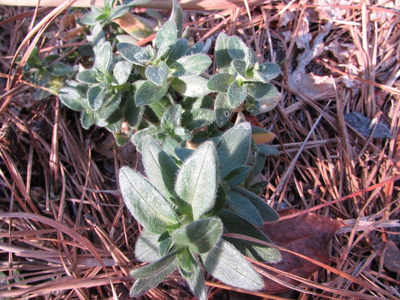 Cerastium velutinum photo 2