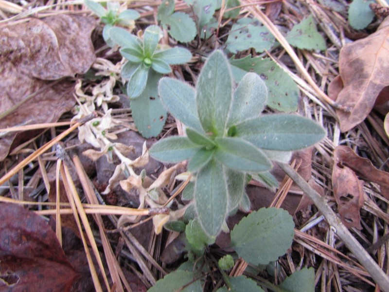 Cerastium velutinum photo 3