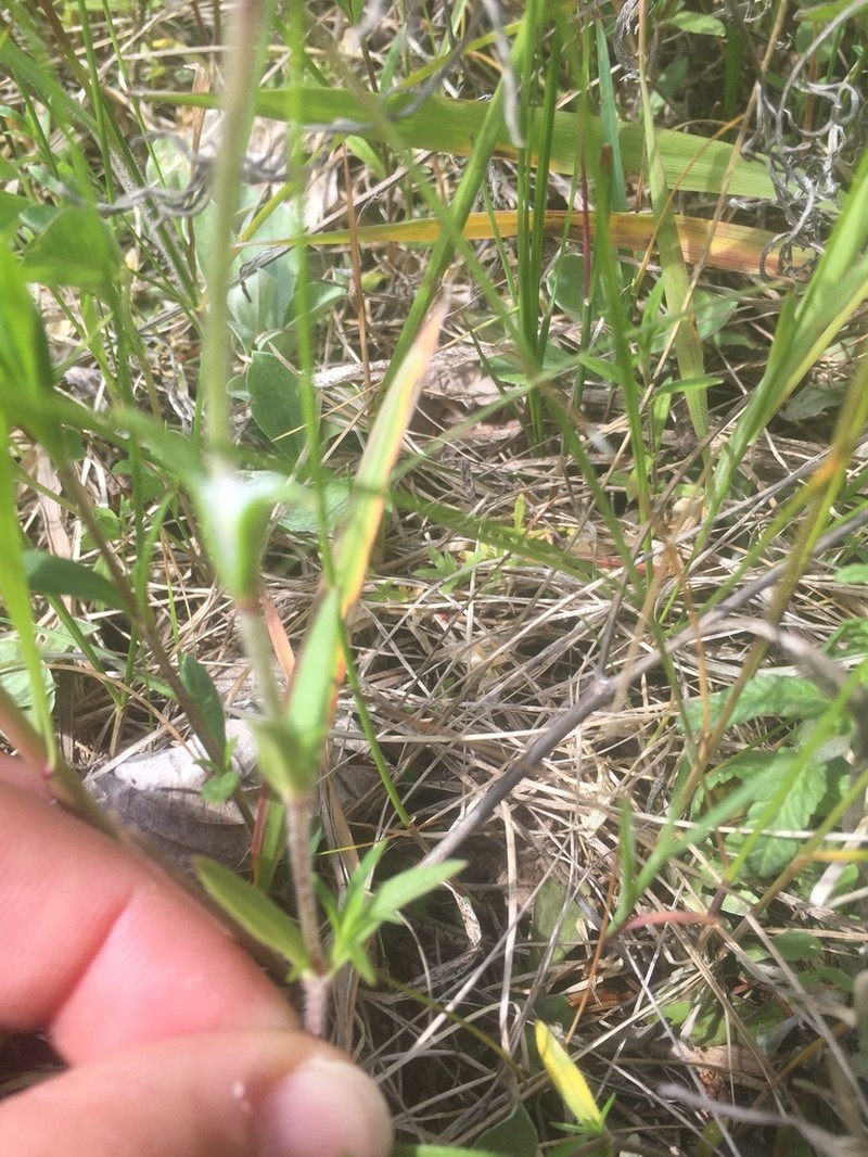 Cerastium velutinum photo 4