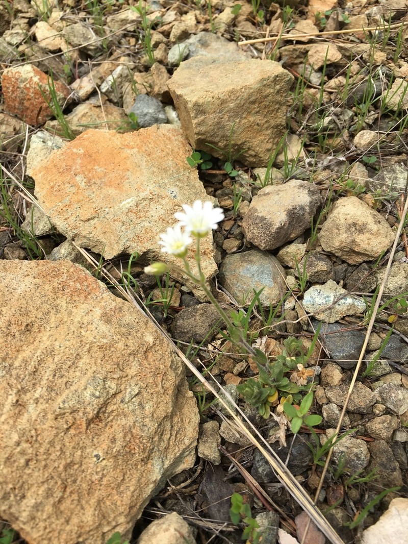 Cerastium velutinum photo 5