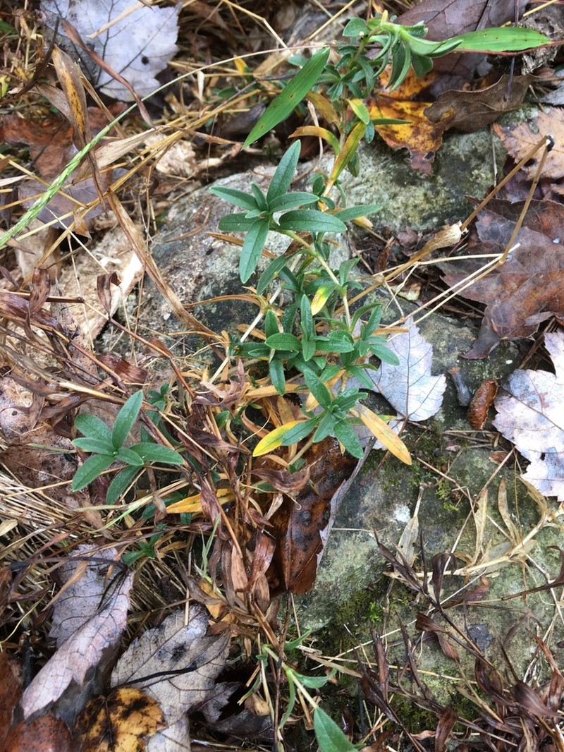 Cerastium velutinum photo 6
