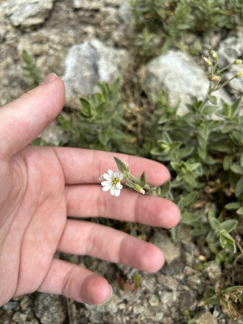 Cerastium velutinum photo 7