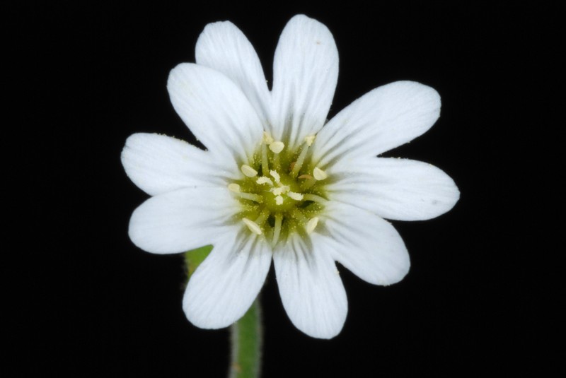 Cerastium velutinum photo 8
