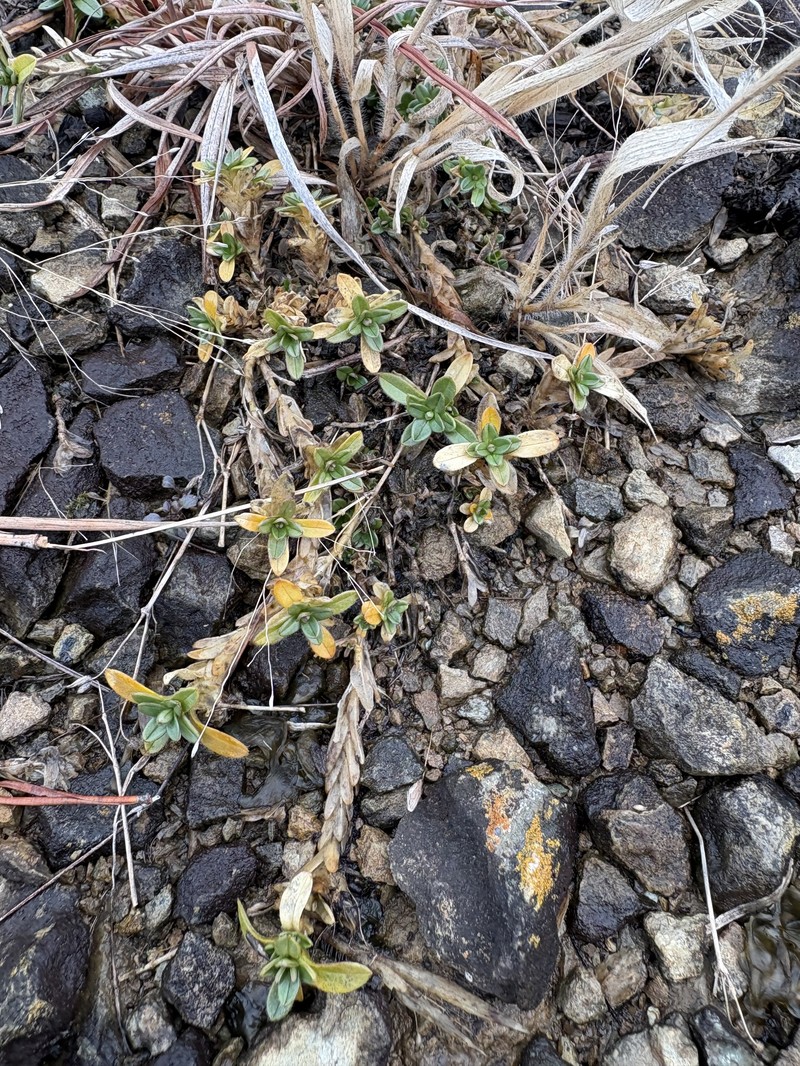 Cerastium velutinum var. velutinum