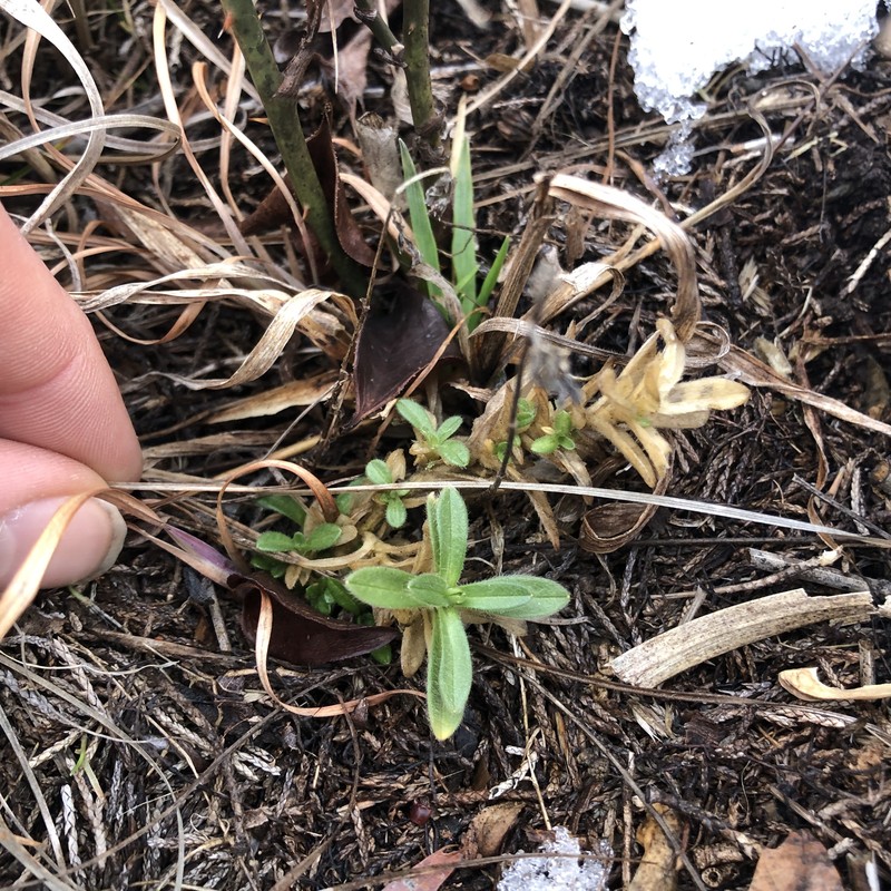 Cerastium velutinum var. velutinum photo 2