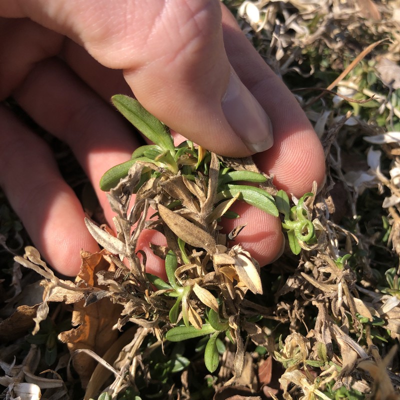 Cerastium velutinum var. velutinum photo 3