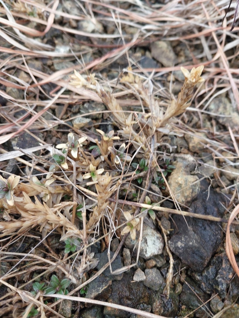 Cerastium velutinum var. velutinum photo 4