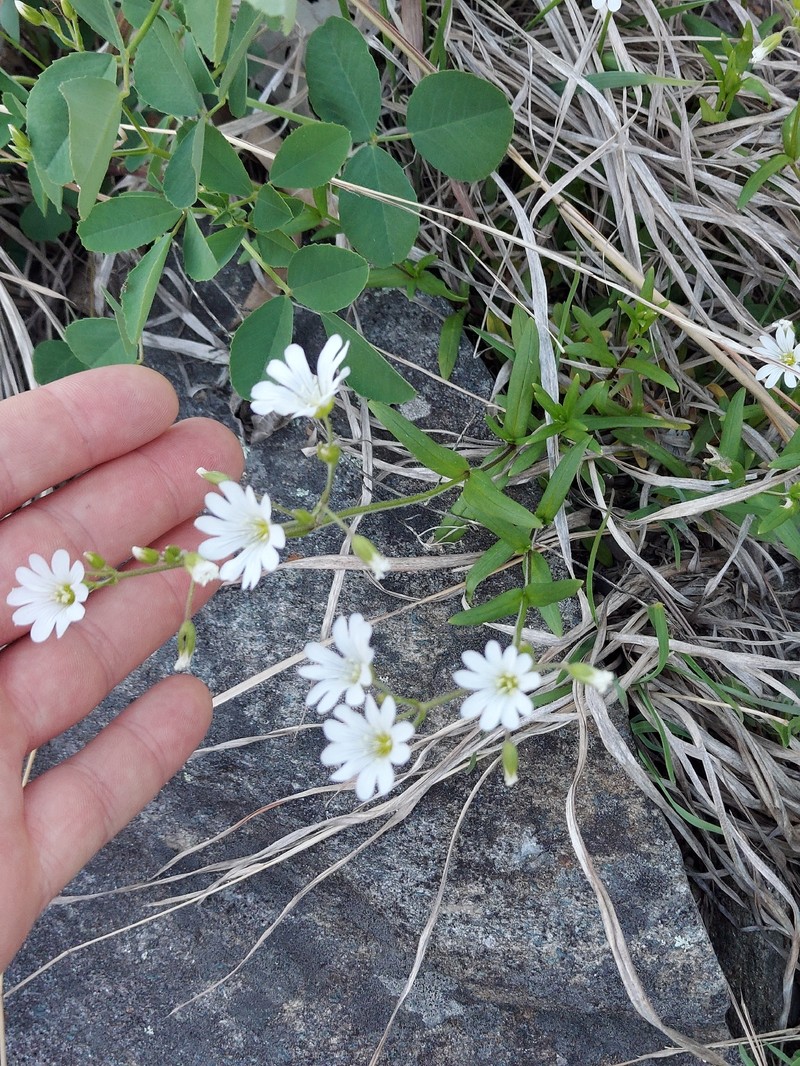 Cerastium velutinum var. velutinum photo 5