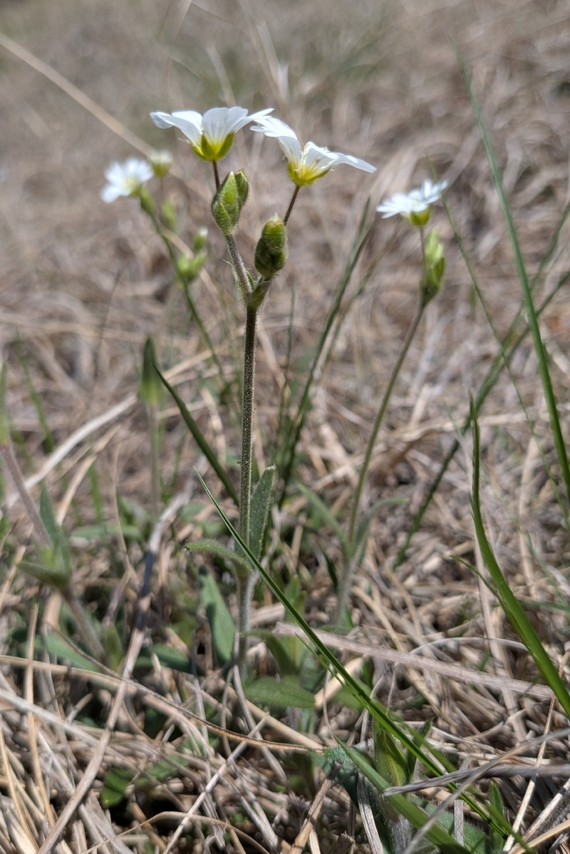 Cerastium velutinum var. velutinum photo 6