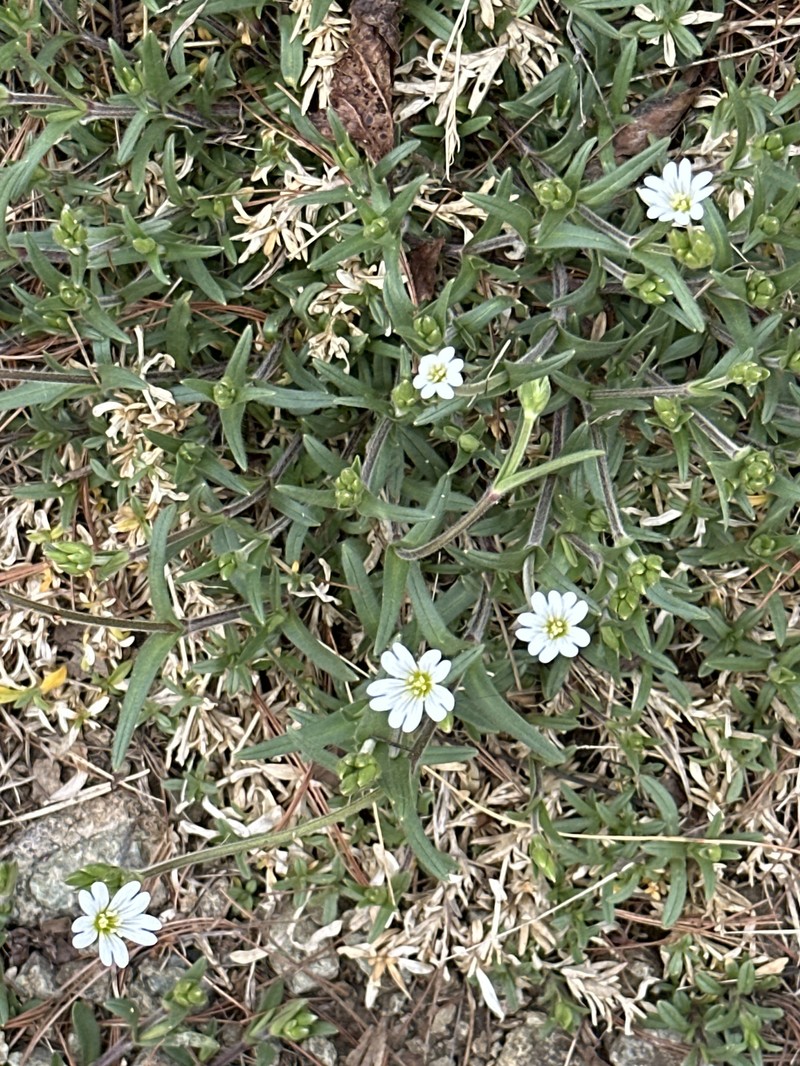 Cerastium velutinum var. velutinum photo 7