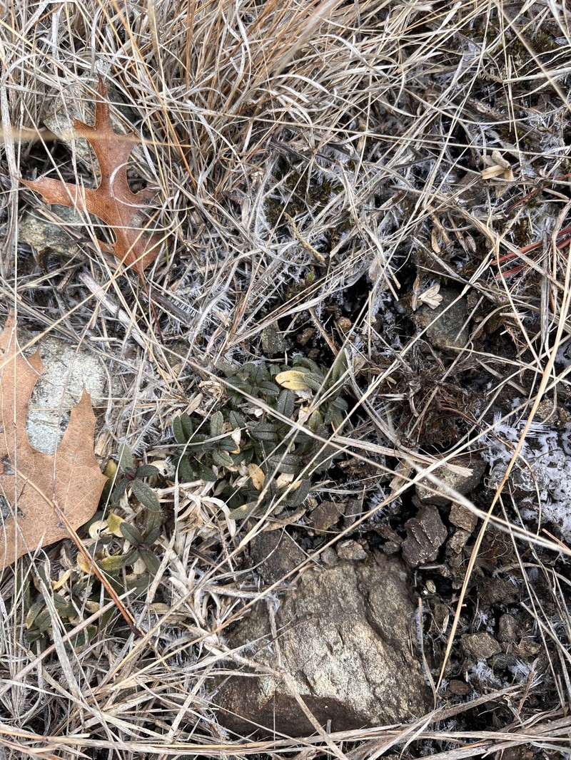 Cerastium velutinum var. velutinum photo 8