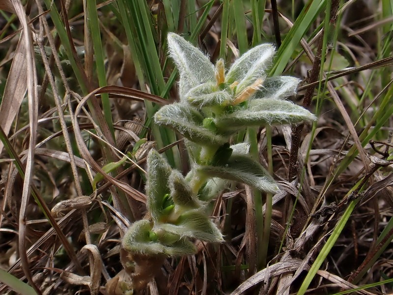 Cerastium velutinum var. villosissimum