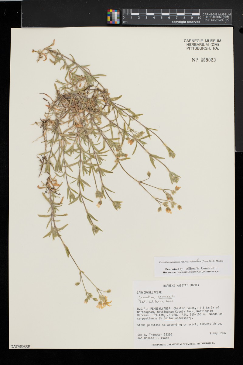 Cerastium velutinum var. villosissimum photo 5