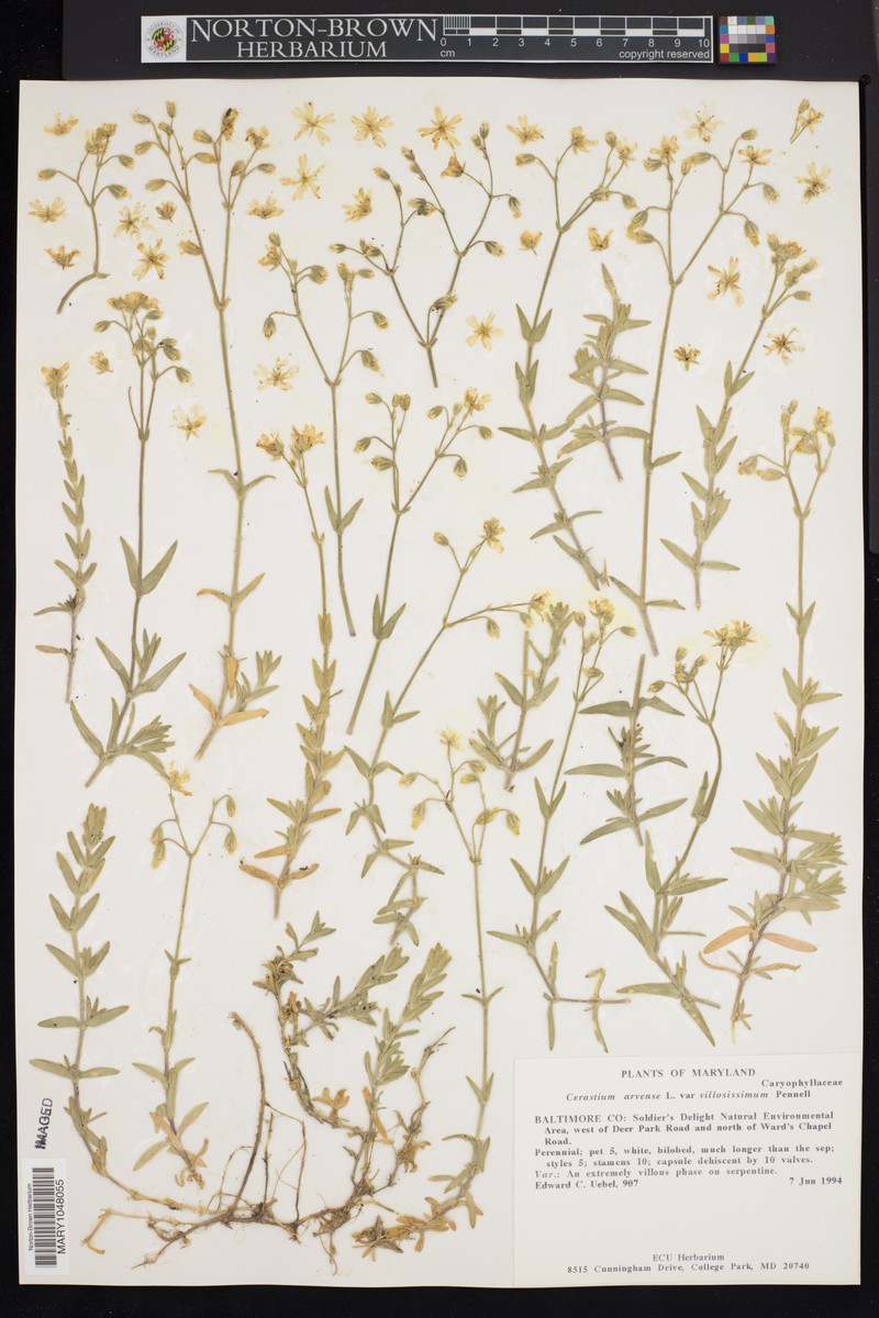 Cerastium velutinum var. villosissimum photo 6