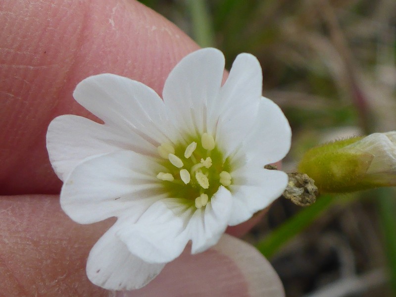Cerastium viride