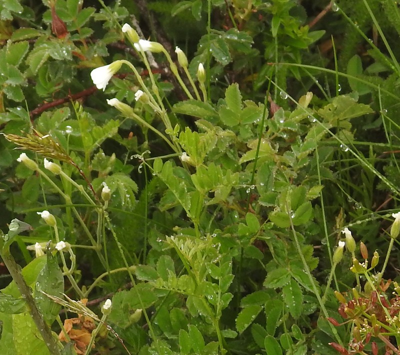 Cerastium viride photo 2