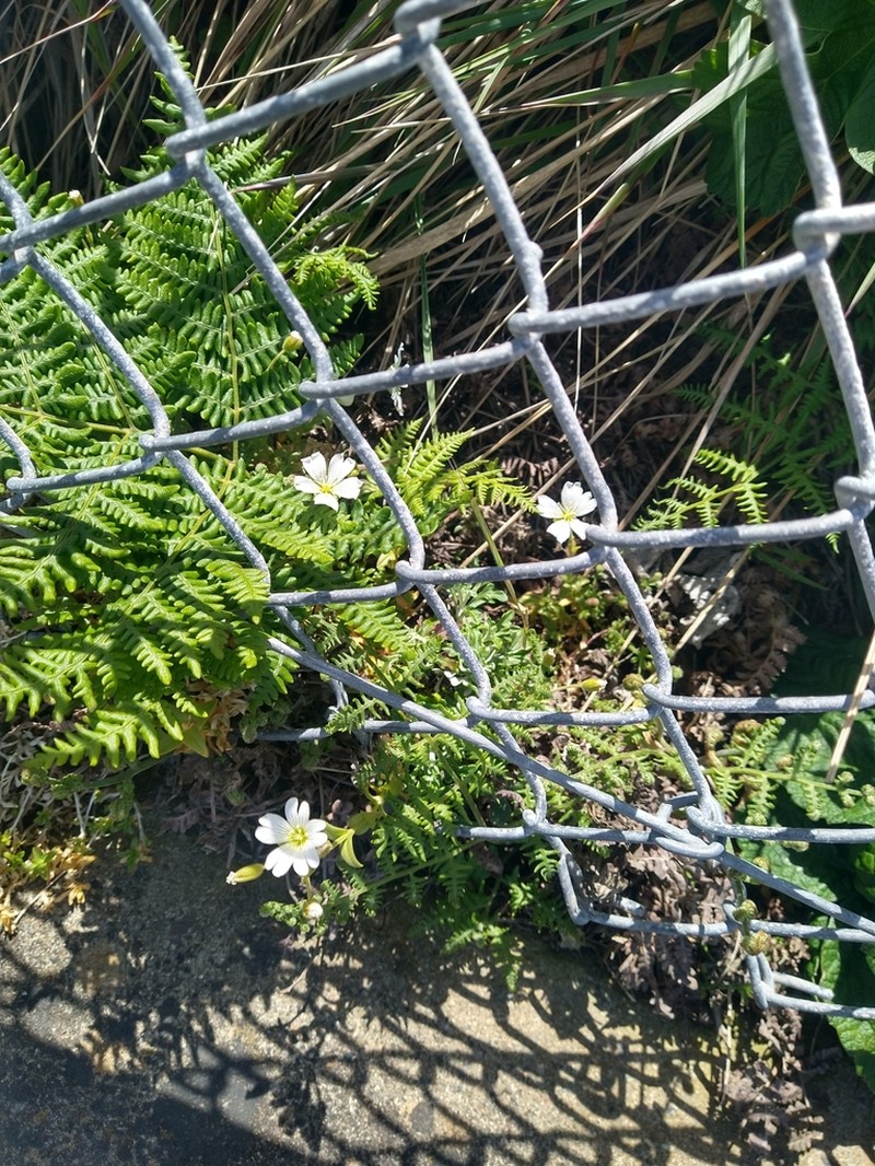 Cerastium viride photo 3