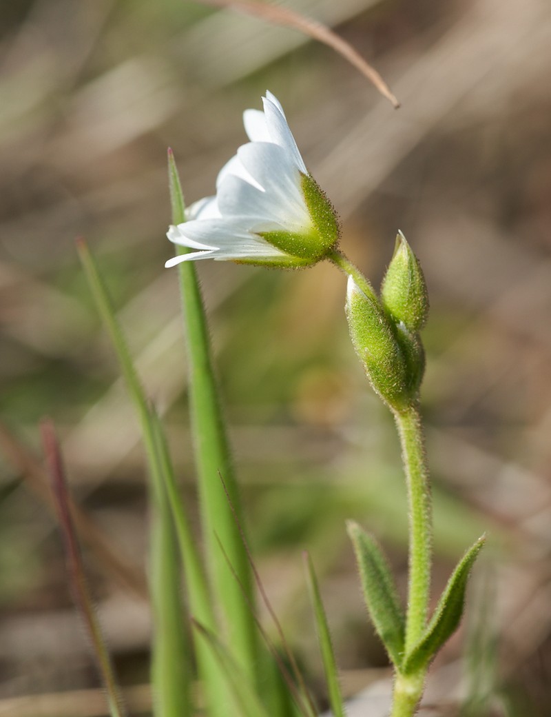 Cerastium viride photo 4