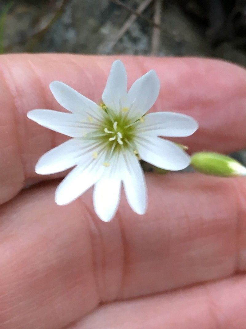Cerastium viride photo 5