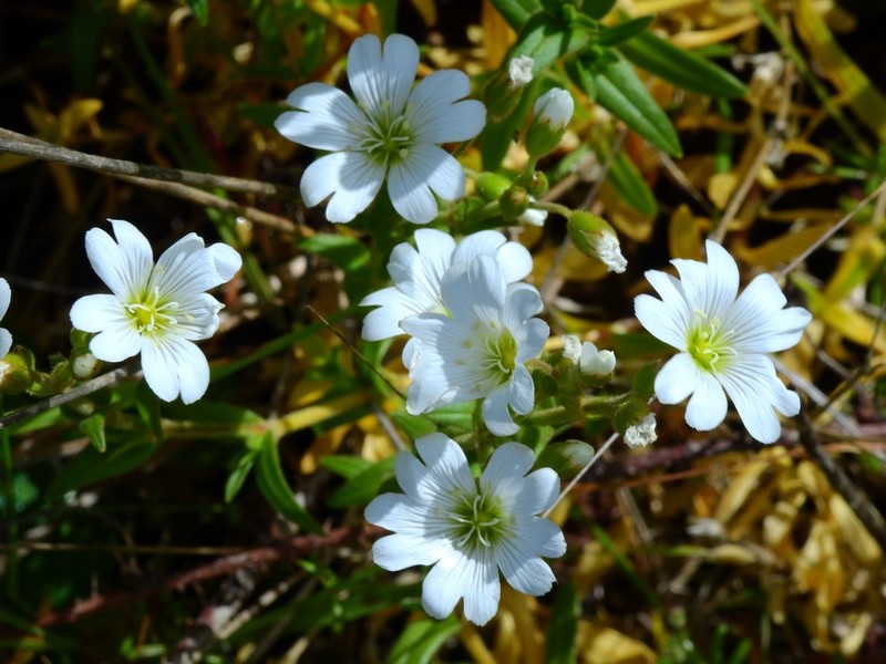 Cerastium viride photo 6