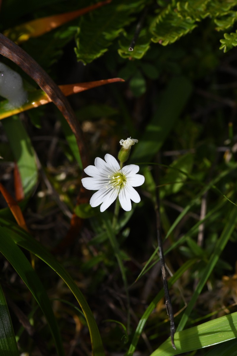 Cerastium viride photo 7