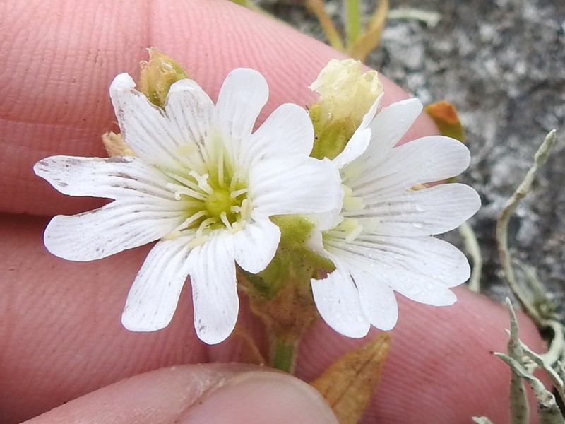 Cerastium viride photo 8