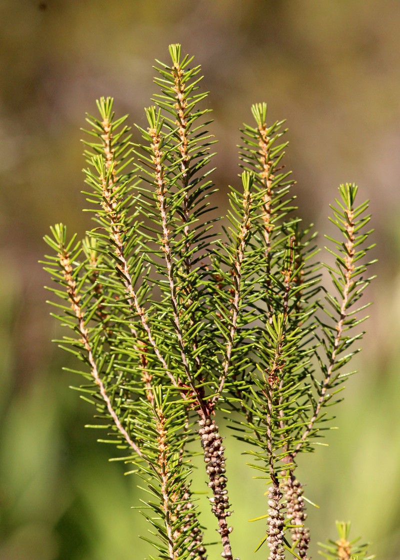 Sand Heath photo 2