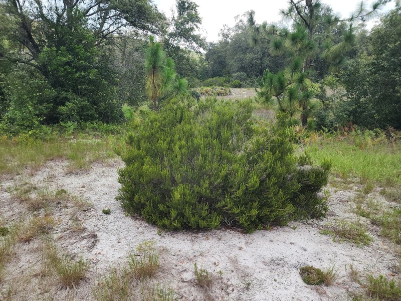 Sand Heath photo 4