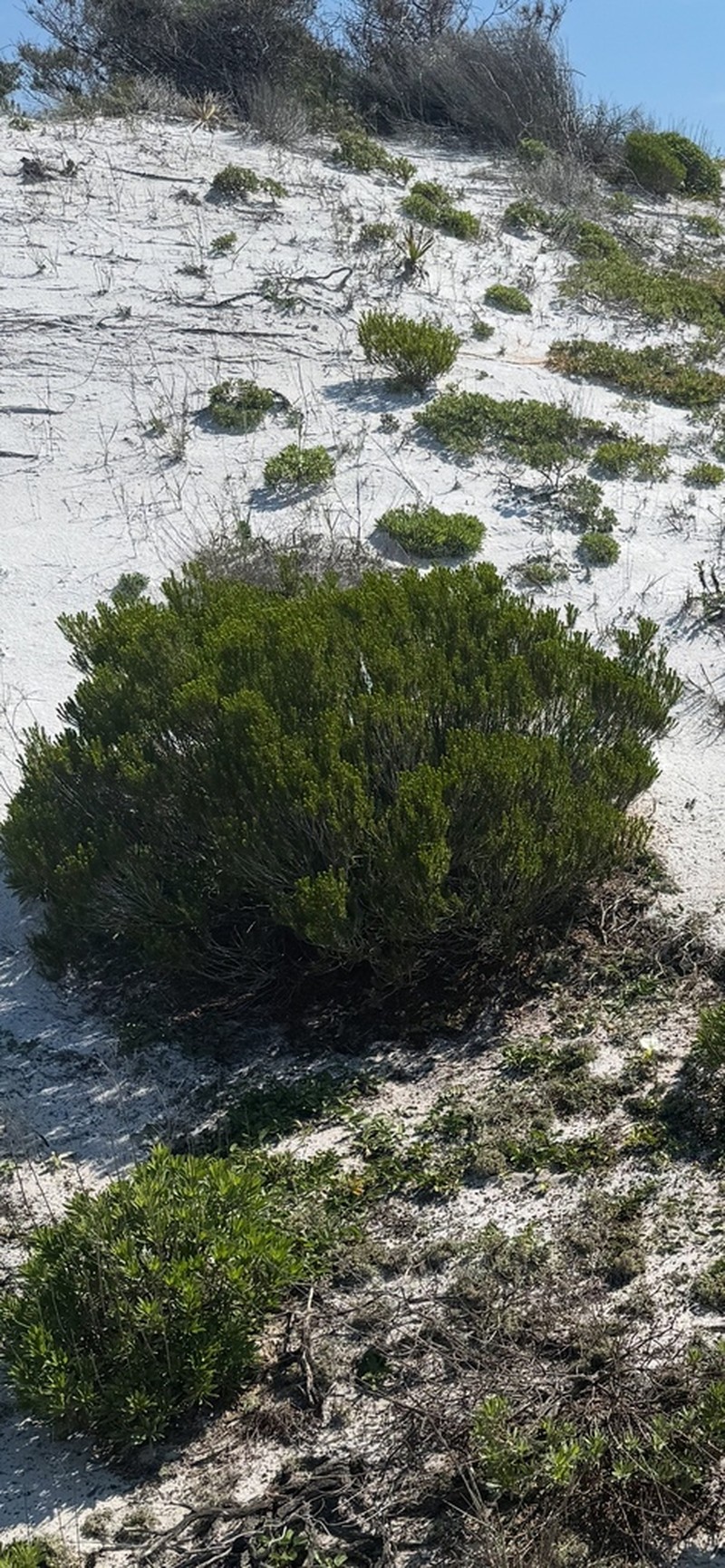 Sand Heath photo 5