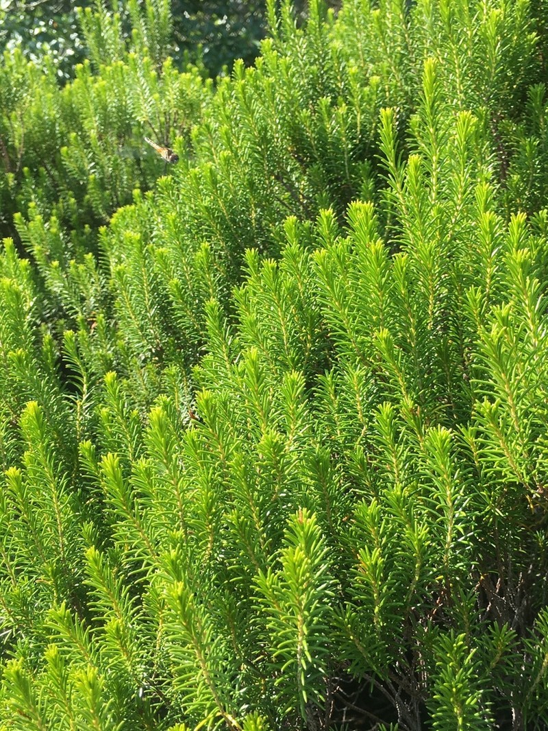 Sand Heath photo 6