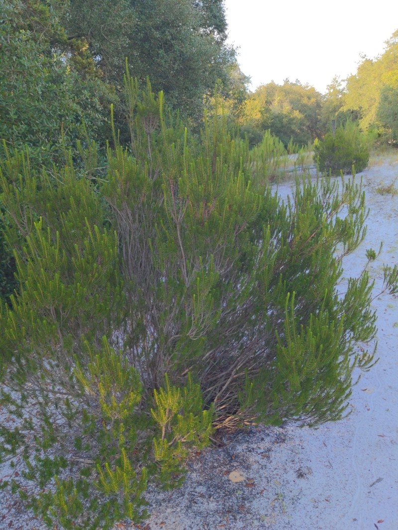 Sand Heath photo 7