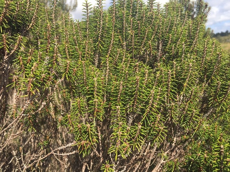 Sand Heath photo 8
