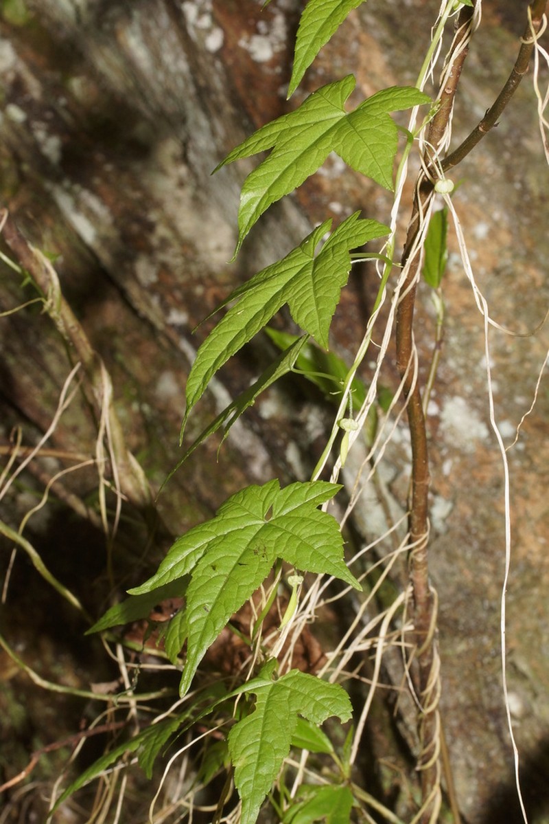 Ceratiosicyos laevis photo 2