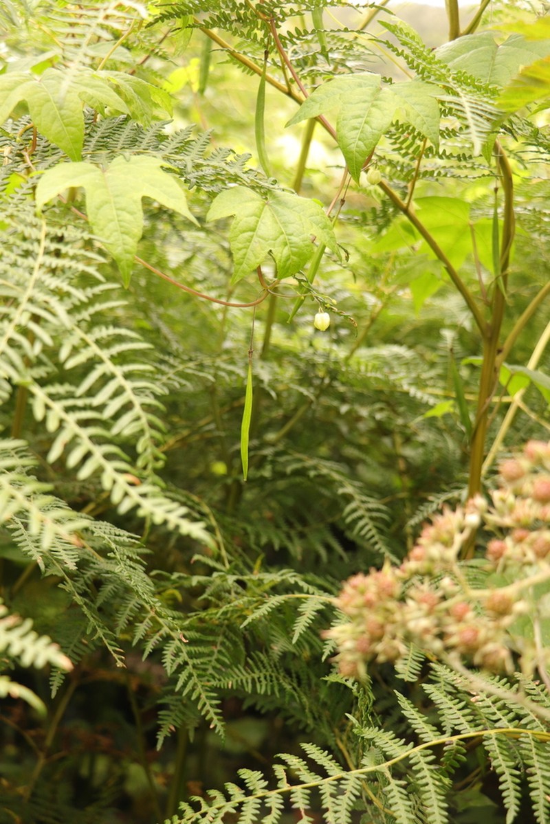 Ceratiosicyos laevis photo 3