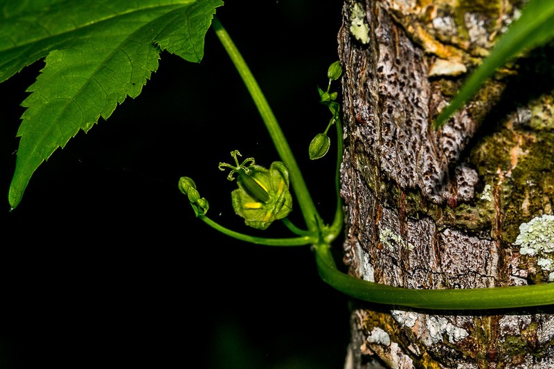 Ceratiosicyos laevis photo 4