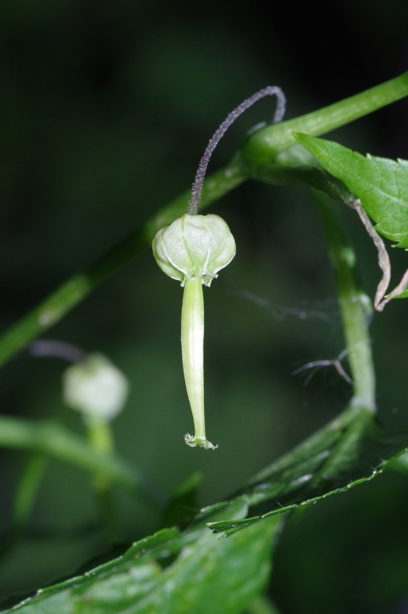 Ceratiosicyos laevis photo 5