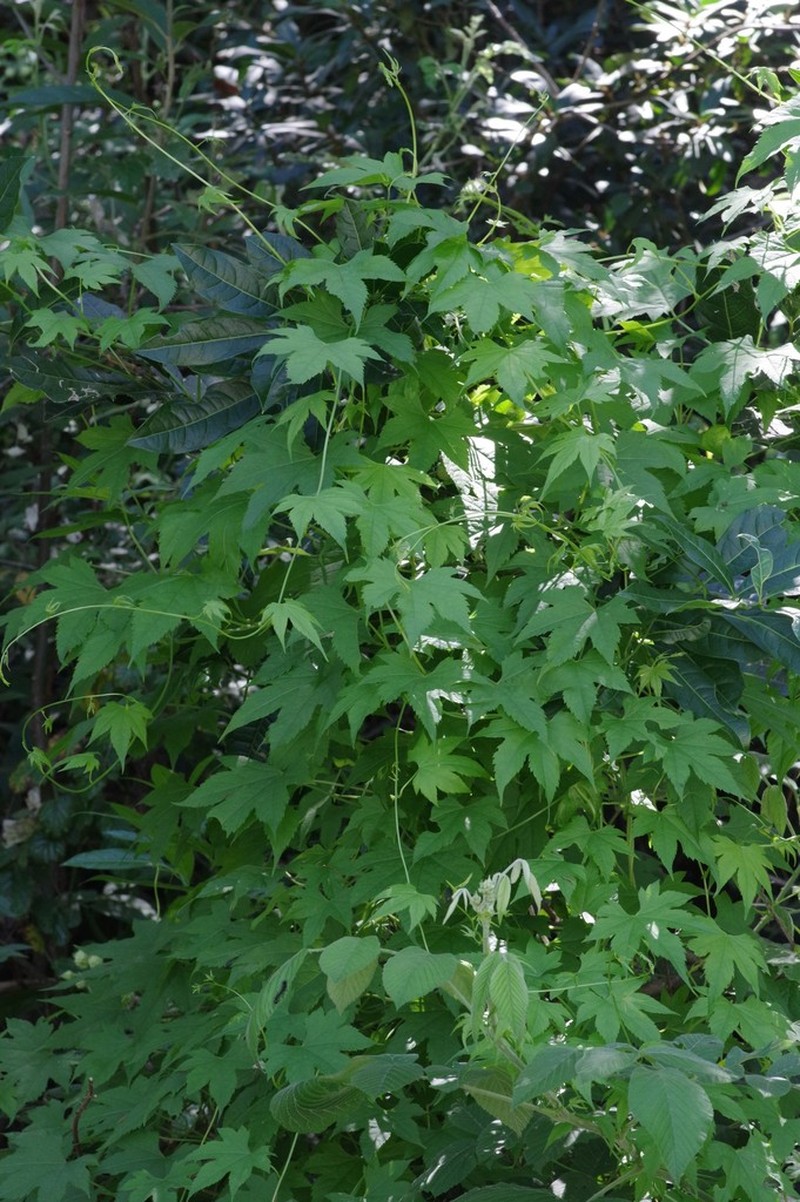 Ceratiosicyos laevis photo 6