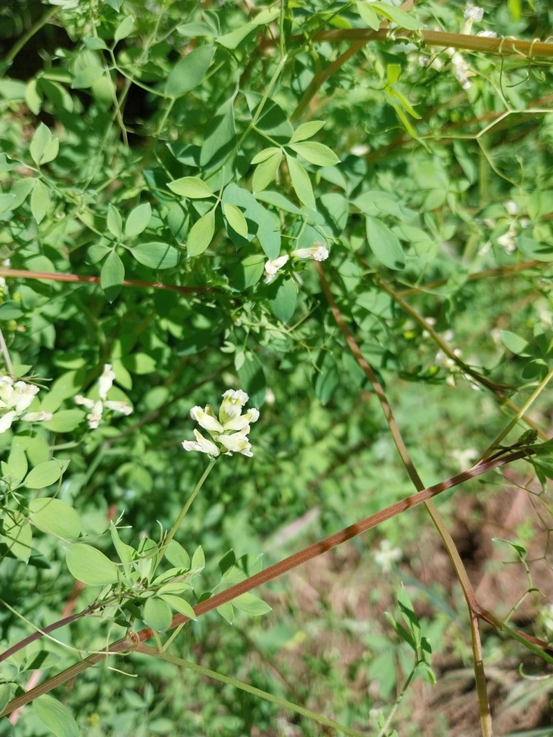 Ceratocapnos claviculata subsp. claviculata