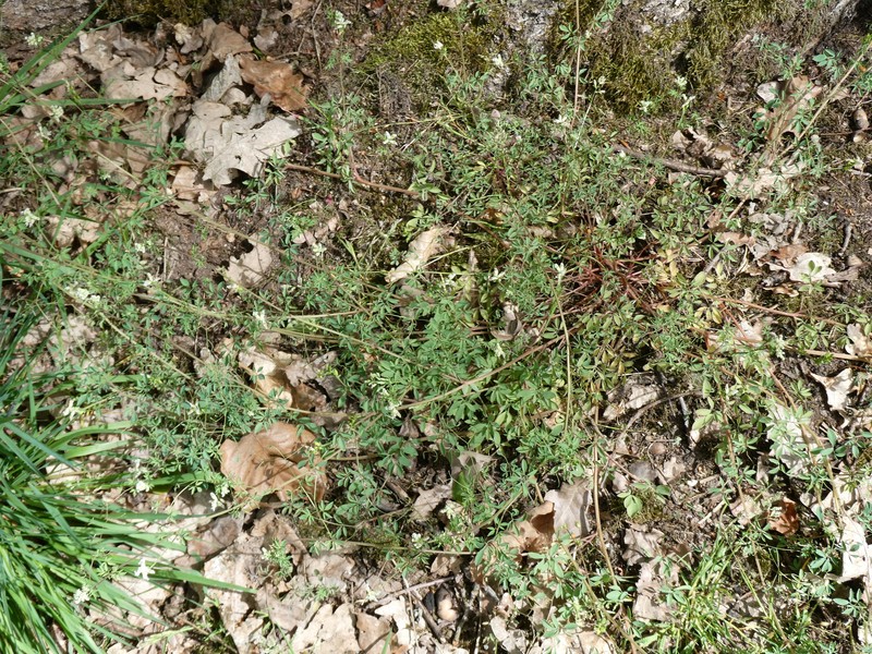 Ceratocapnos claviculata subsp. claviculata photo 2