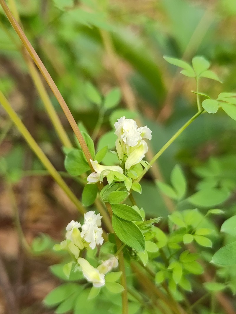Ceratocapnos claviculata subsp. claviculata photo 3
