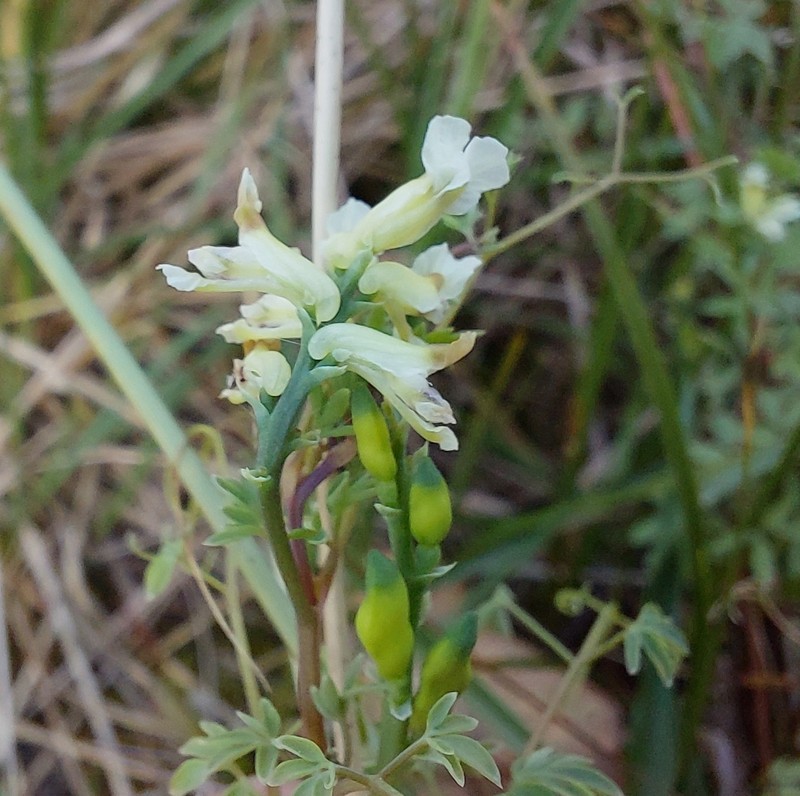 Ceratocapnos claviculata subsp. claviculata photo 4
