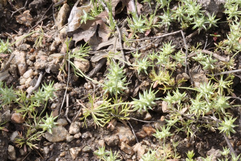 Curveseed Butterwort photo 2